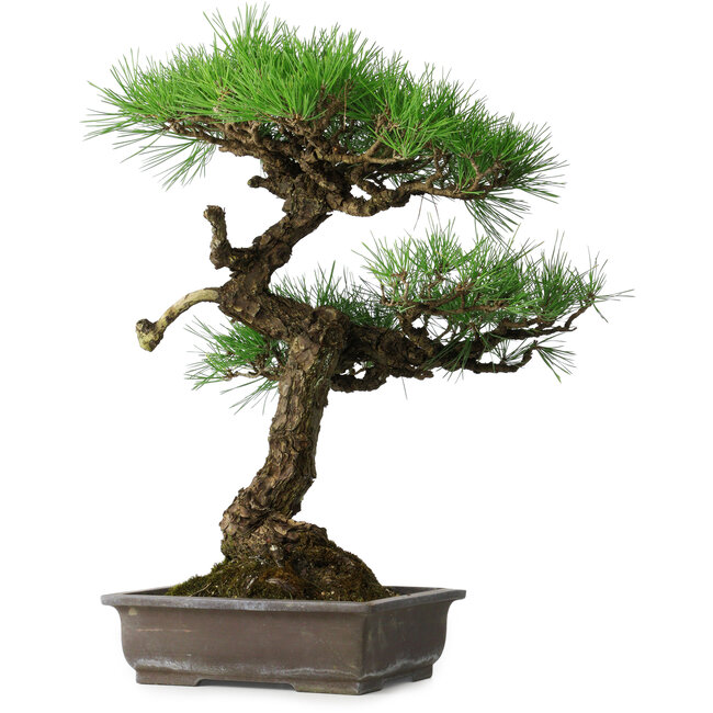 Pinus thunbergii, 58 cm, ± 20 jaar oud