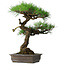 Pinus thunbergii, 58 cm, ± 20 jaar oud