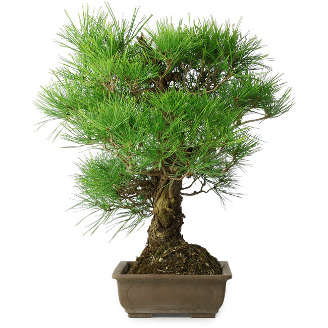 Pinus thunbergii, 54 cm, ± 20 years old