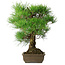 Pinus thunbergii, 54 cm, ± 20 anni