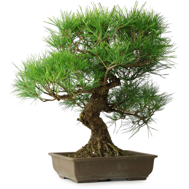 Pinus thunbergii, 54 cm, ± 20 jaar oud