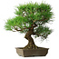 Pinus thunbergii, 54 cm, ± 20 years old