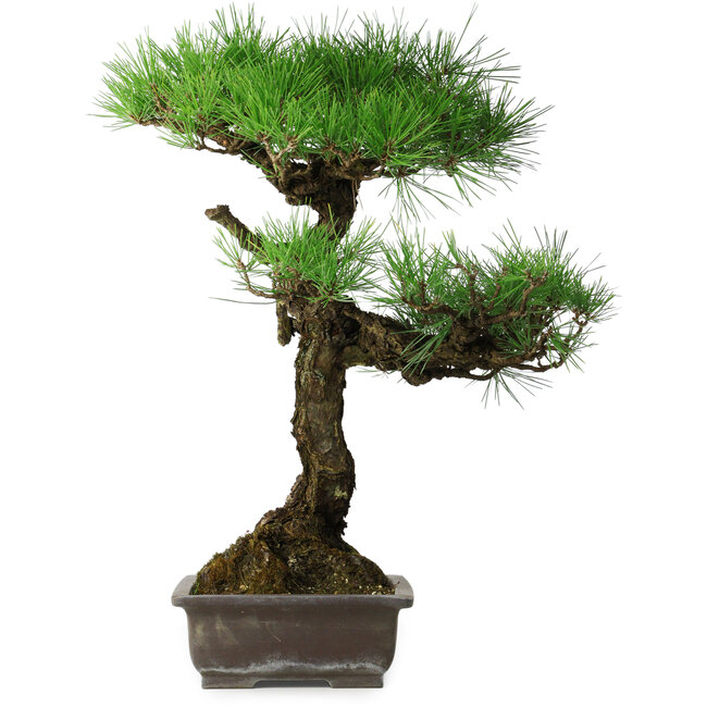 Pinus thunbergii, 58 cm, ± 20 jaar oud