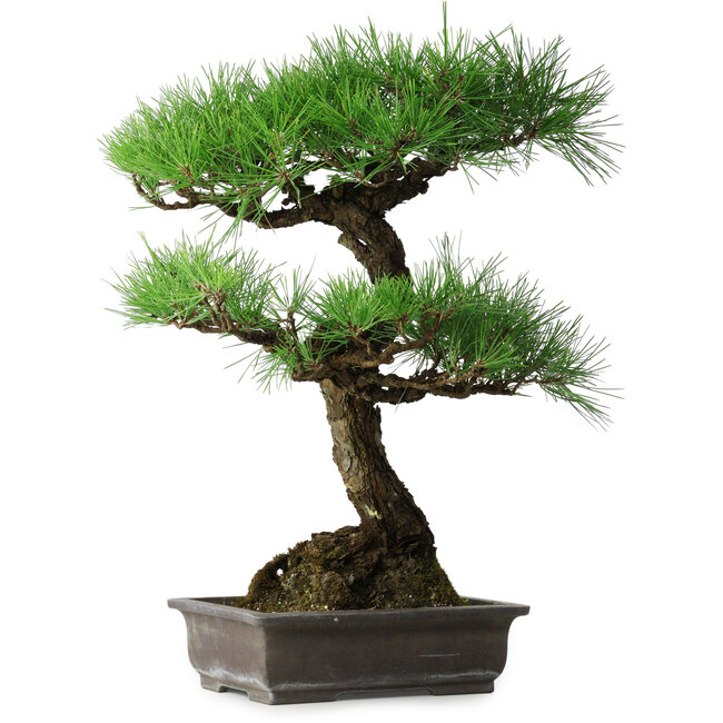 Pinus thunbergii, 58 cm, ± 20 años