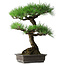 Pinus thunbergii, 58 cm, ± 20 years old