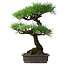 Pinus thunbergii, 58 cm, ± 20 jaar oud