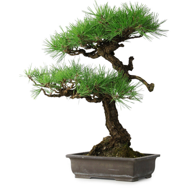 Pinus thunbergii, 58 cm, ± 20 years old