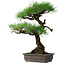 Pinus thunbergii, 58 cm, ± 20 jaar oud