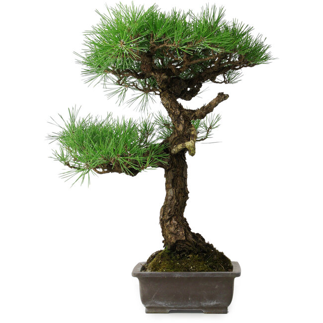 Pinus thunbergii, 58 cm, ± 20 años