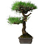 Pinus thunbergii, 58 cm, ± 20 jaar oud