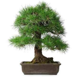 Pinus thunbergii, 55 cm, ± 25 jaar oud