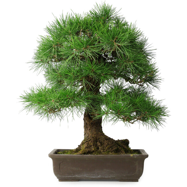 Pinus thunbergii, 55 cm, ± 25 ans