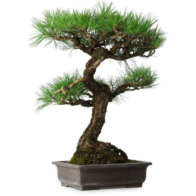 Pinus thunbergii, 58 cm, ± 20 years old