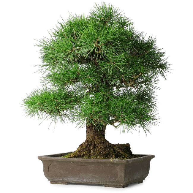 Pinus thunbergii, 55 cm, ± 25 years old