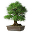 Pinus thunbergii, 55 cm, ± 25 Jahre alt