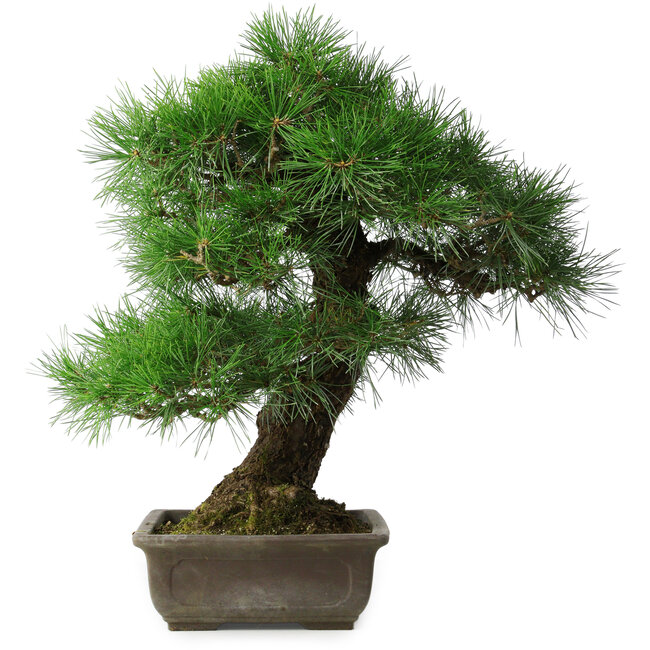 Pinus thunbergii, 55 cm, ± 25 years old