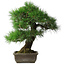 Pinus thunbergii, 55 cm, ± 25 ans