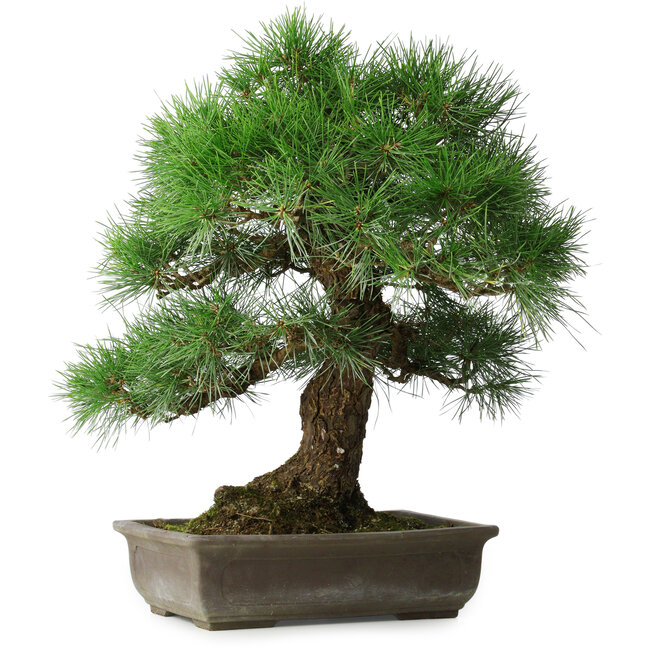 Pinus thunbergii, 55 cm, ± 25 años