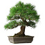 Pinus thunbergii, 55 cm, ± 25 years old