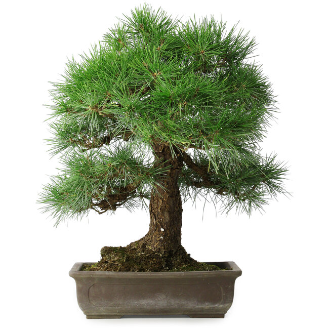 Pinus thunbergii, 55 cm, ± 25 ans