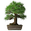 Pinus thunbergii, 55 cm, ± 25 ans