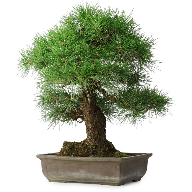 Pinus thunbergii, 55 cm, ± 25 ans