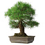 Pinus thunbergii, 55 cm, ± 25 Jahre alt