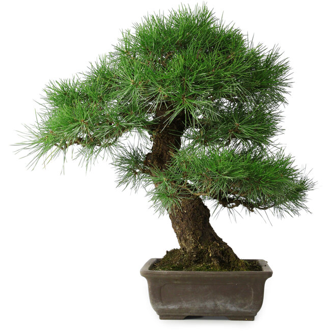 Pinus thunbergii, 55 cm, ± 25 ans