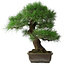 Pinus thunbergii, 55 cm, ± 25 years old