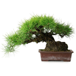 Pinus thunbergii, 30 cm, ± 25 jaar oud
