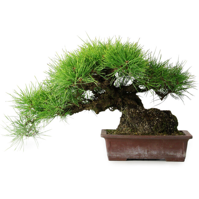 Pinus thunbergii, 30 cm, ± 25 years old