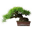 Pinus thunbergii, 30 cm, ± 25 ans