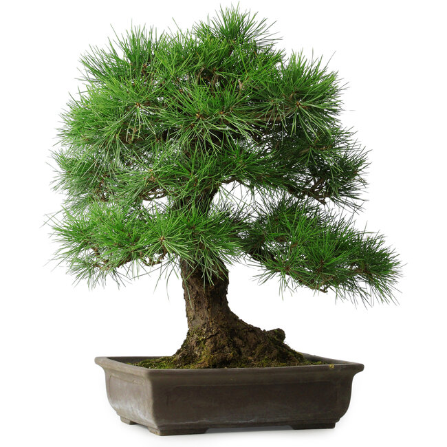 Pinus thunbergii, 55 cm, ± 25 años