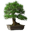 Pinus thunbergii, 55 cm, ± 25 años