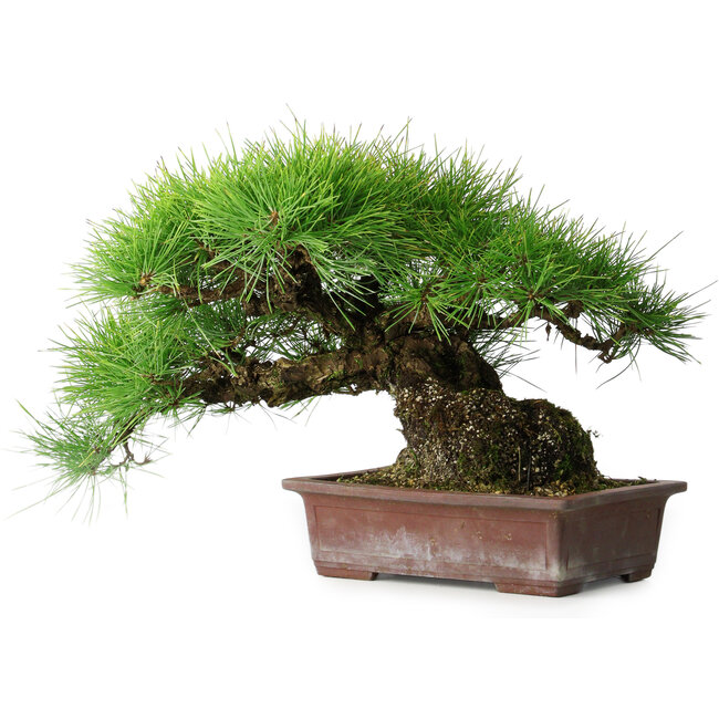 Pinus thunbergii, 30 cm, ± 25 ans