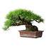 Pinus thunbergii, 30 cm, ± 25 years old