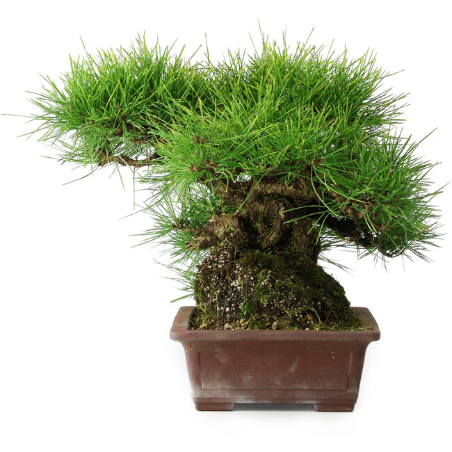 Pinus thunbergii, 30 cm, ± 25 years old