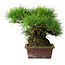 Pinus thunbergii, 30 cm, ± 25 anni