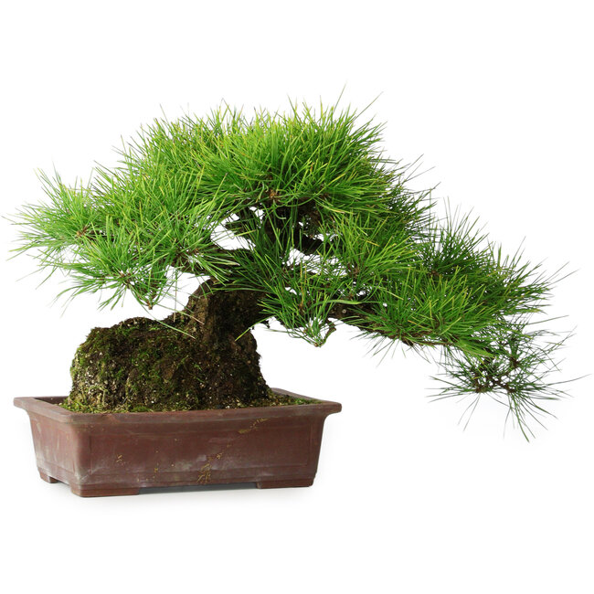 Pinus thunbergii, 30 cm, ± 25 years old
