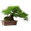 Pinus thunbergii, 30 cm, ± 25 ans