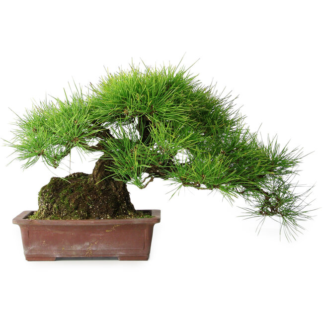 Pinus thunbergii, 30 cm, ± 25 years old