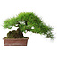 Pinus thunbergii, 30 cm, ± 25 Jahre alt