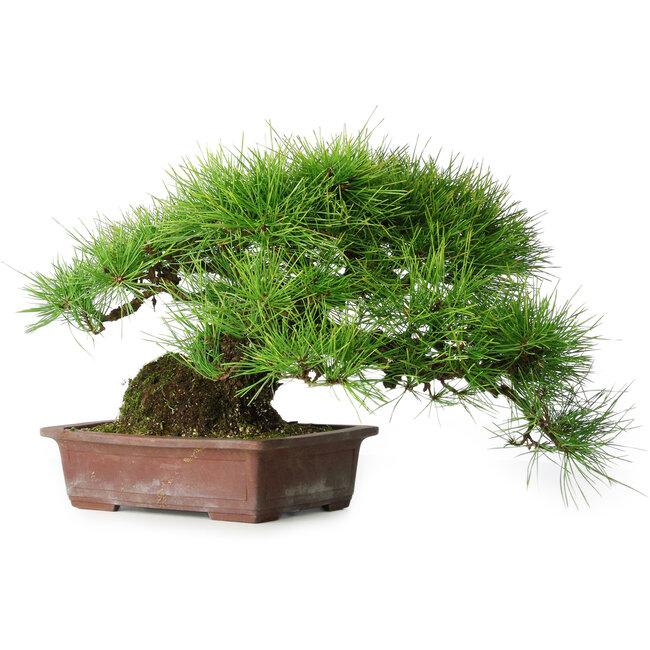 Pinus thunbergii, 30 cm, ± 25 years old