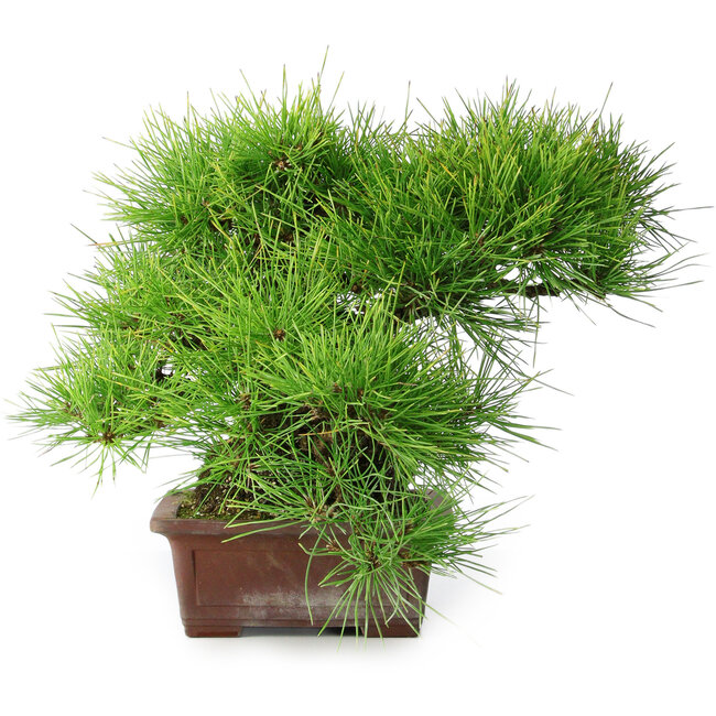 Pinus thunbergii, 30 cm, ± 25 ans