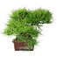 Pinus thunbergii, 30 cm, ± 25 ans