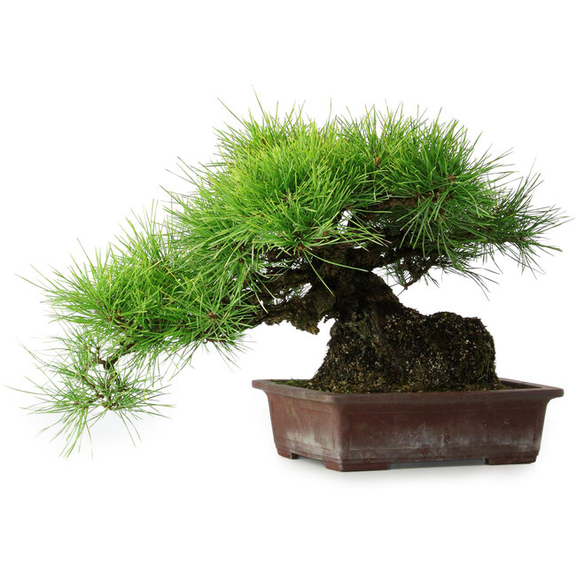 Pinus thunbergii, 30 cm, ± 25 ans