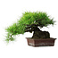 Pinus thunbergii, 30 cm, ± 25 ans