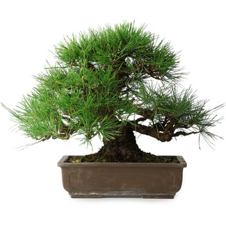 Pinus thunbergii, 39 cm, ± 20 jaar oud
