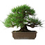Pinus thunbergii, 39 cm, ± 20 anni