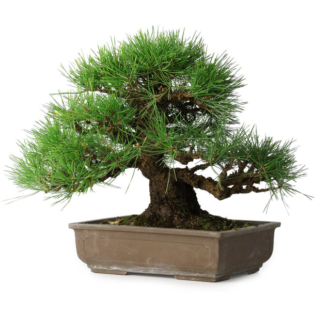 Pinus thunbergii, 39 cm, ± 20 years old